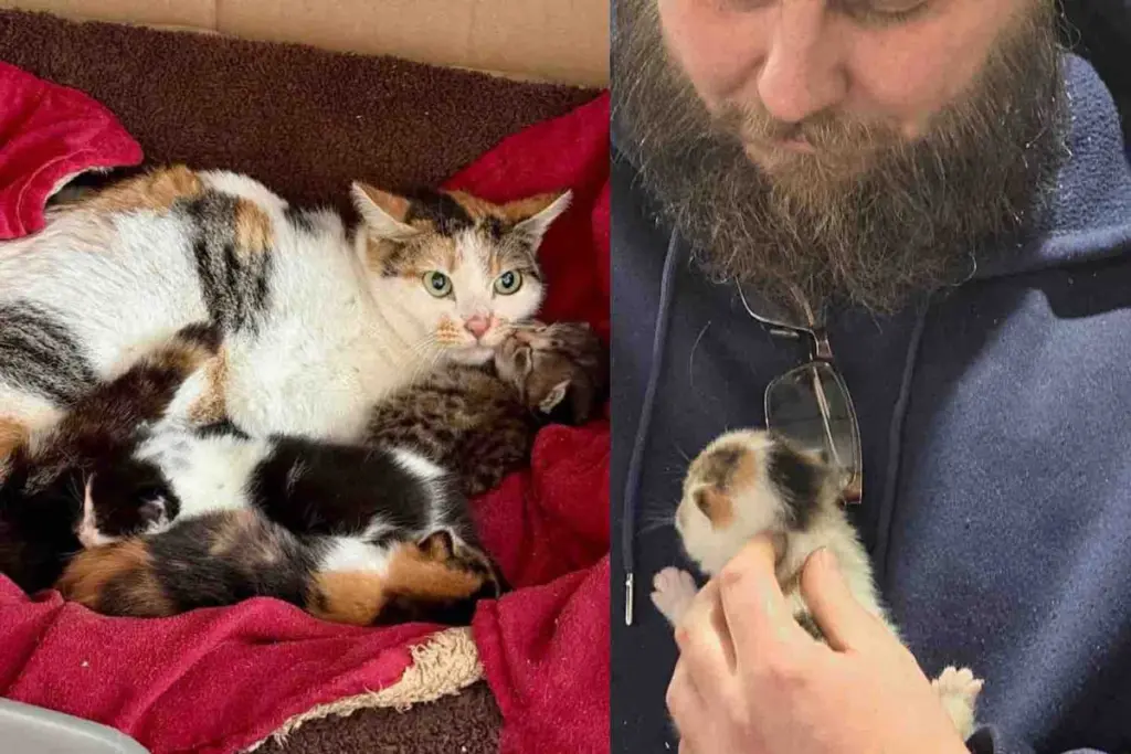 Found Kittens in a High Roof