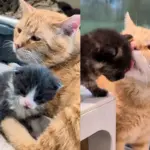 Cat Turns on 'Dad' Mode and Starts Caring for Kittens in Need After Moving Indoors