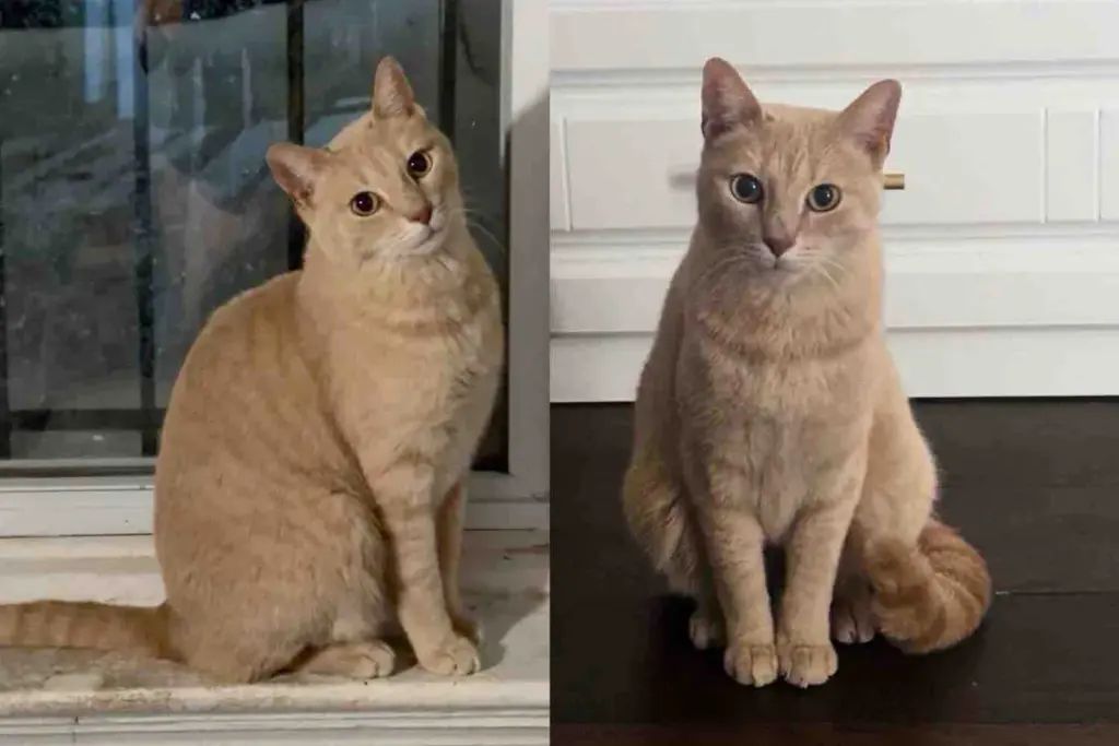 Cat Left Outside Tries