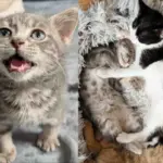 Kitten Who Was Very Small for His Age Now Runs Around with Two Other Cats, Forming the Cutest Friendship