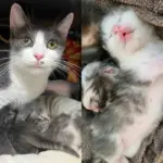 Cat Tries to Enter a Work Office, Within 48 Hours, She Has Three Kittens by Her Side
