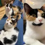 Cat Arrives at Rescue with Kittens in Tow, Now Hoping for Her Own Happily Ever After This Christmas