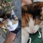 Cat Walks Up to a Person Asking for Help and Has Her Dream Come True in Time for Thanksgiving