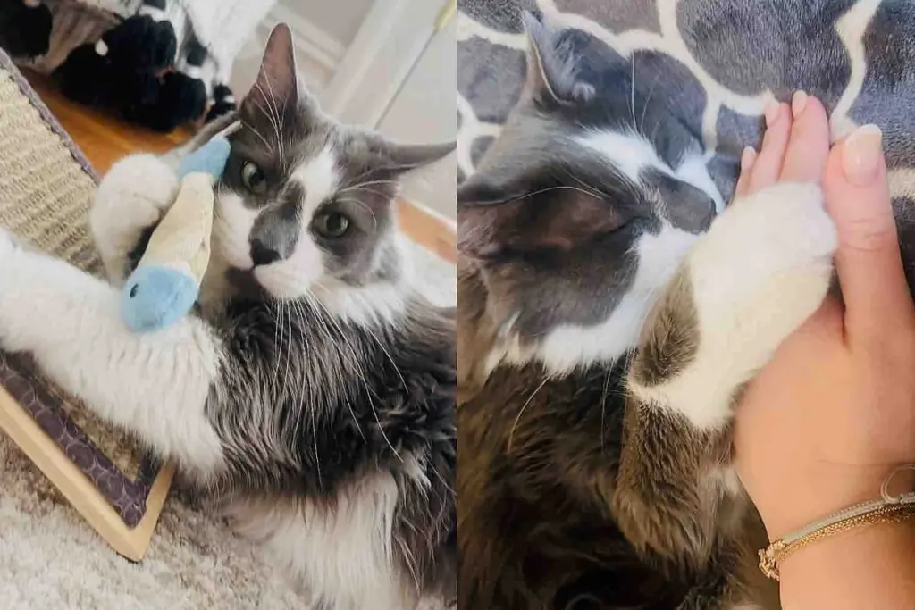 They Find a Shy Cat Left Outside, Once They Take Him in, He Has One Goal – to Find a Human of His Own