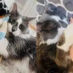 They Find a Shy Cat Left Outside, Once They Take Him in, He Has One Goal - to Find a Human of His Own