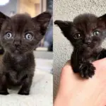 Kitten with a Rough Start Wanted to Live Life to the Fullest and Found House Cats to Show Her the Ropes