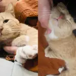 They Welcome a Stray Cat, Thinking He Might Be Friendly, Turns Out He's Been Waiting for This All Along