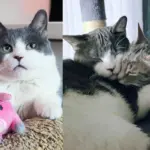 Kitten Born to a Stray Forms Special Connection with a Cat from a Different Path