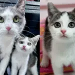 They Help a Young Cat Found on Vacant Land, Only to Discover She Came with Kittens