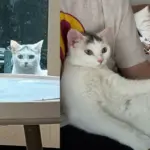 Cat Wanders into a Backyard, Peering Through the Back Door, Until She Has What She Came for