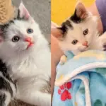 They Pick Up Shelter Kitten Right Before Closing, He's So Happy He Goes Straight to 'Thank' Them