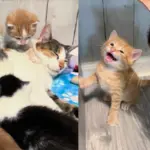After Saving the Kittens, They Never Stop Searching for Mother Cat, Ultimately Giving Her Best Outcome