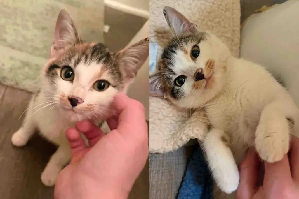 Little Cat Decides to Trust