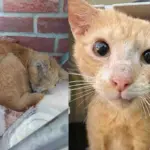 Cat Found in the Street Made a Remarkable Transformation in 2 Months, Purring Through It All