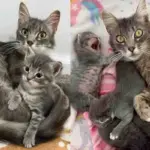 Cat Given a Second Chance with Her Kittens Finally Sees Her Wish Come True, in Time for the Holidays