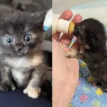 They Bring in a Kitten Spotted in a Puddle and Watch Her Blossom Alongside Cat Friend Who Matches Her Spirit