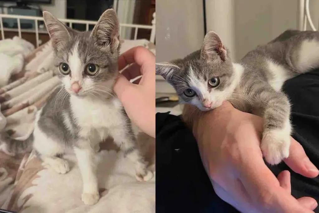 Missing Kitten After Saving Cat F