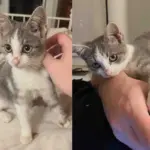 They Return to Yard for a Missing Kitten After Saving Cat Family, Turns Out the Little Guy Has Heart of Gold