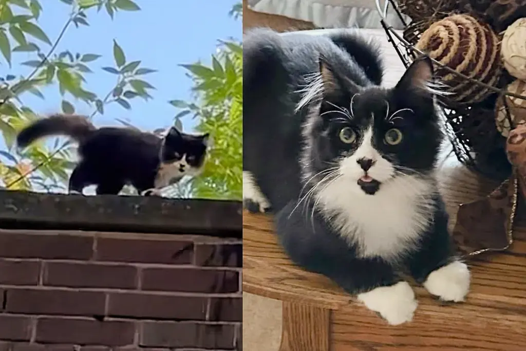 Kind Person Heard the Sound