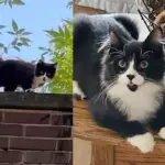 Kind Person Heard the Sound of a Kitten from the Rooftop and Found Him with a Cat, Ready for Good Life