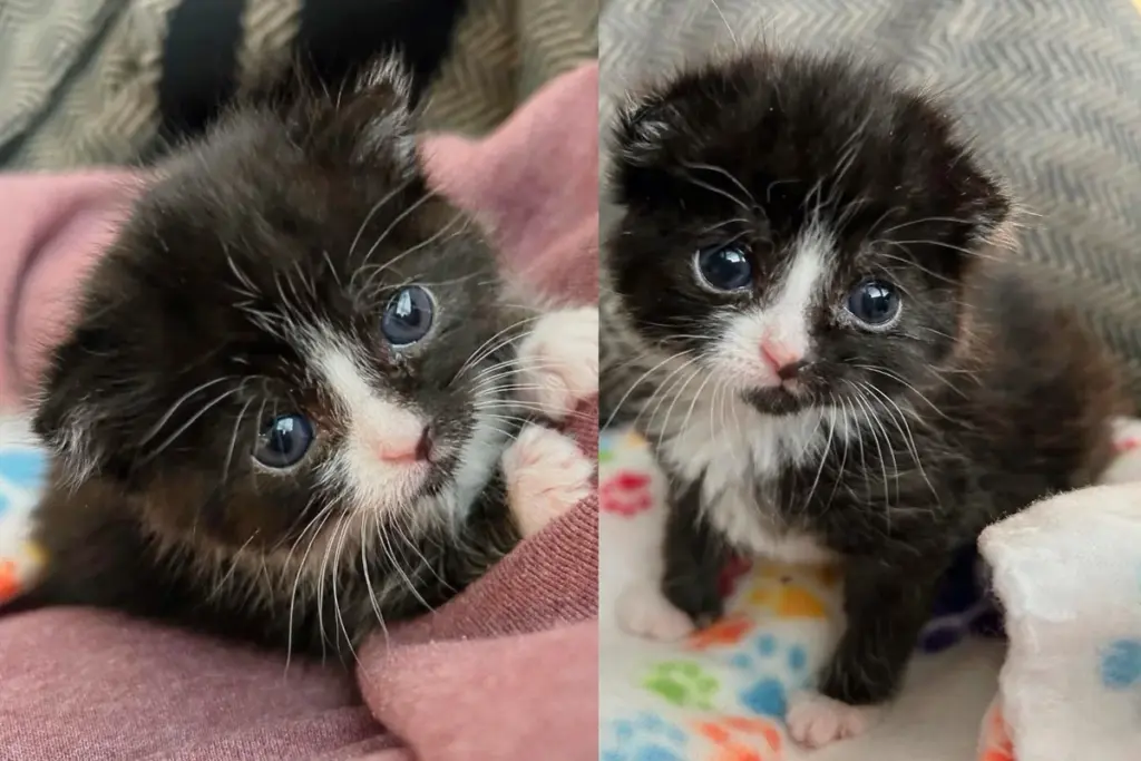 Kitten Appears Outside Sports Stadium