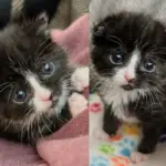 Kitten Appears Outside Sports Stadium, Within 24 Hours Indoors, She Becomes Quite a Charmer