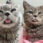 Worker Comes Across Cat with Few Teeth, Bent Ear, Heart of Gold and Knows He Deserves Better Life