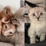 Workers Discover Ceiling Cats in Office, Which Leads to Several Eventful Days of Saving Many KittensAfter Saving the Kittens, They Never Stop Searching for Mother Cat, Ultimately Giving Her Best Outcome