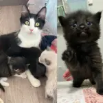 They Give Cat Place to Land and Ease Her Load with Kittens, She Can Finally Shine