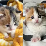They Took in Kitten Found Under Neighbor's Balcony and Watched Her Turn a Corner and Blossom