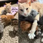Cat Immediately Perks Up and Shines Again When She Takes in New Kittens After Losing Her Own