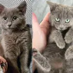 Kitten Stepped Indoors for the First Time, and the Moment She was Held, Her Walls Came Tumbling Down