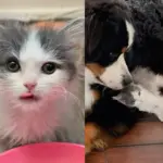 Kitten, Though Mostly Fur, Has Heart of Lion, from Being Taken in Alone to Now Running the House Like a Boss