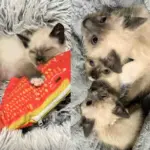 They Took in a Kitten Living in a Garage and Went Back, Determined to Find All His Cat Siblings