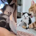 Kitten Takes Longer to Develop But Has a Team of Older Cats Rooting for Him Every Step of the Way