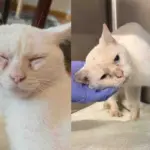 Cat Found Outside a Window Won't Let Anyone Near, But with a Second Chance, He Turns into the Sweetest Soul