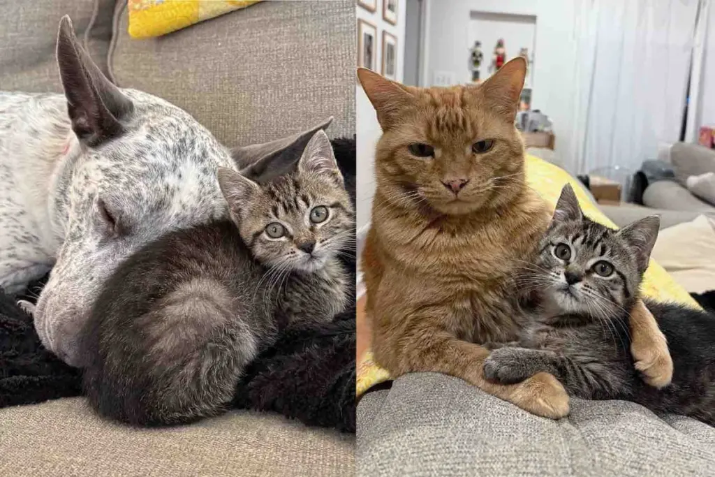 They Give Shelter Kitten