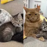 They Give Shelter Kitten New Start, She Clings to Resident Dog and Cat, Making up for Lost Time