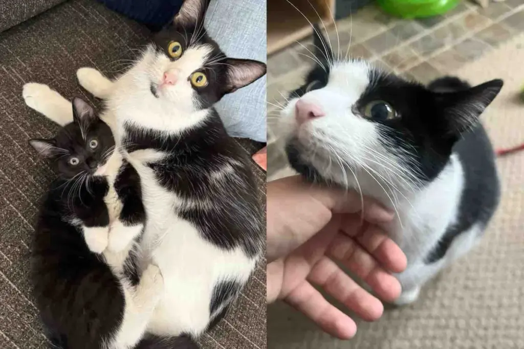 Cat Finds a Safe Place for Her Kittens, Though She Adores Them All, One Clearly Steals Her Heart