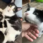 Cat Finds a Safe Place for Her Kittens, Though She Adores Them All, One Clearly Steals Her Heart