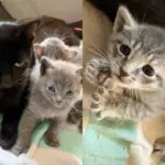 Residents Found Cat and Kittens in Parking Lot and Couldn't Leave Them Out There Another Day