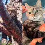 Man Went Out to Exercise and Noticed Cat in Tree at His Usual Spot and Ended Up Changing Her Life