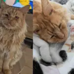 They Save a Cat with a Glorious Mane and Gentle Heart, Giving Him the Good Life He Always Wanted