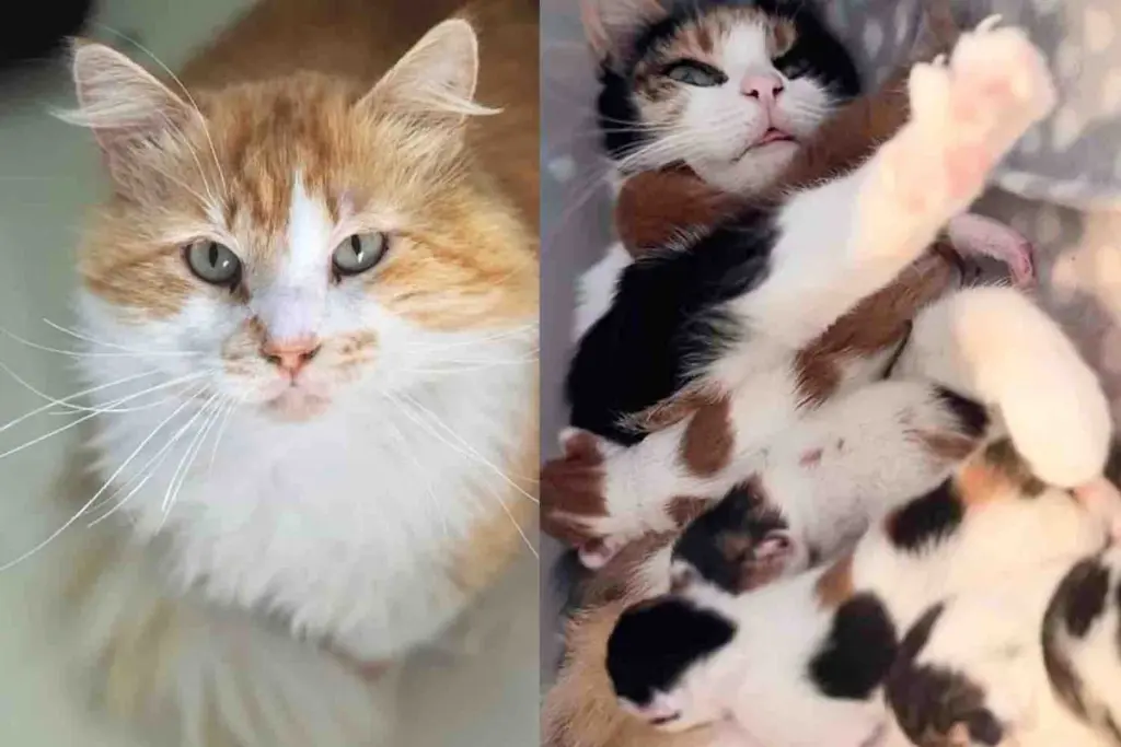 They Welcome 2 Cats from the Outdoors Just in Time, and Days Later, One of Them Brings Kittens into the World