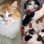 They Welcome 2 Cats from the Outdoors Just in Time, and Days Later, One of Them Brings Kittens into the World