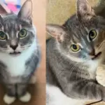Cat with a Missing-tooth Grin Found Alone in Apartment Now Hopes to Be the Center of Someone's World