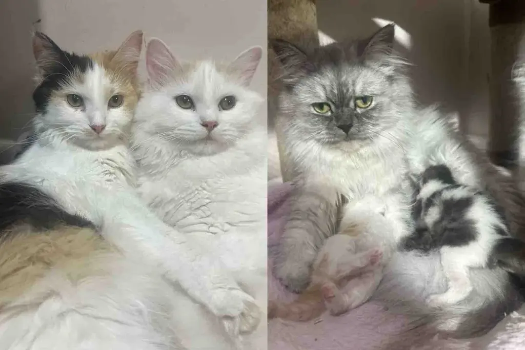 Three Cats Rescued Just Days