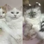 Three Cats Rescued Just Days Before Giving Birth, Now Caring for Kittens Together as the Sweetest Team