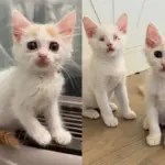 Blind Kitten and Her Brother Navigate Their New World Together, Charming Every Cat They Meet