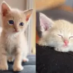 Kind Person Never Forgets the Kitten She Saw in Yard, Returns to Give the Young Cat the Life He Deserves